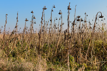withered sunflower field transience