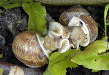Weinbergschnecken bei der Paarung