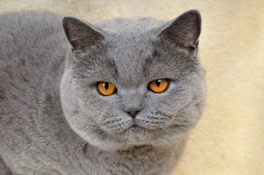 Britisch Kurzhaar Kater