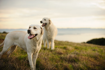 Fototapeta premium Yellow Labrador Retriever dog outdoor portrait with a Golden Retrieve in the background