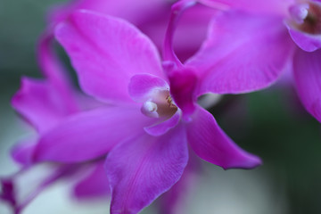 Obraz premium Orchidee