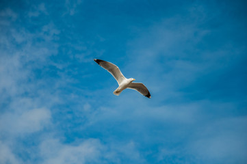 Seagull directed to the sea