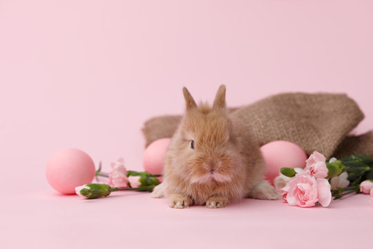 Cute ginger bunny rabbit with spring flowers and Easter eggs on pink background