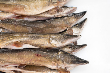 frozen pike isolated on white background