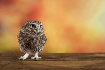 Little Owl (Athene noctua) on colorful background. With copy space