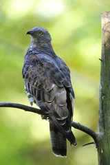 Wespenbussard beim Ansitz