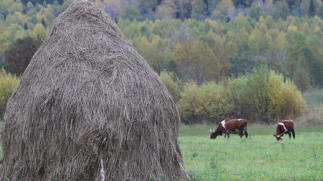 Stack of dry hay and two colorful cows are fed on hayfield