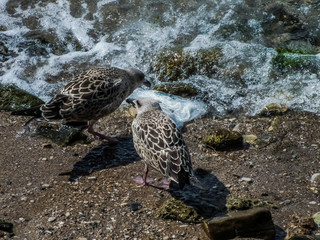 Birds eating plastic bag