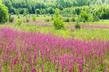 Obraz premium Summer bright landscape with blooming flowers in a meadow