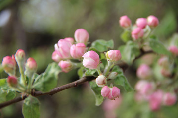 Flowers Apple tree