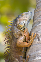 Green iguana (Iguana iguana), Florida, United states