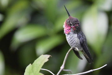 Anna's hummingbird