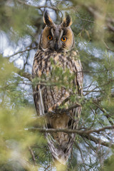 Long-eared owl (Asio otus)