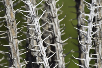 Thorns close-up
