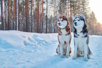 Beautiful portrait two husky on winter background. Portrait red and black siberian husky. Portrait cute husky dogs.
