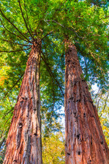 Fototapeta premium Low angle view of two sequoia trees in sunny autumn day, Arboretum, Sochi, Russia 