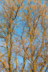 Texture of the branches of an autumn tree with dry leaves on the background of clear sky
