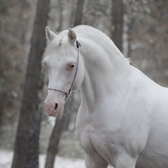 Portrait of white cremello horse on nature background in winter