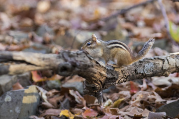 Funny eastern chipmunk in autumn