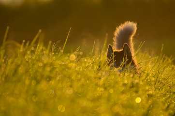 Red dog in grass