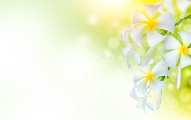 Bordure de fleurs de spa frangipanier. Conception d& 39 art de bordure de fleurs tropicales en fleurs de Plumeria