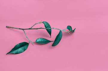 ficus on a pink background