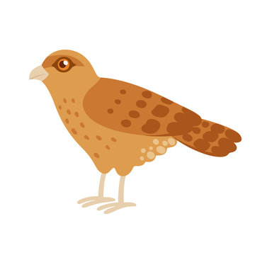 Tiuque, Chimango Caracara