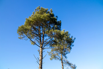 Two Trees with Blue Sky