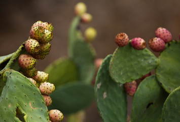 fichi d'india