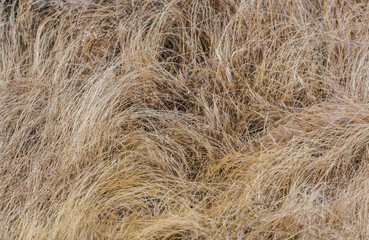 Brown Grass Dead from Early Summer Heat