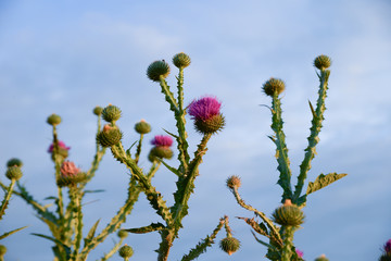 Flowering thistle ( Onopordum acanthium L.) on sky background
