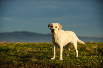 Obraz premium Yellow Labrador Retriever dog outdoor portrait standing in field 