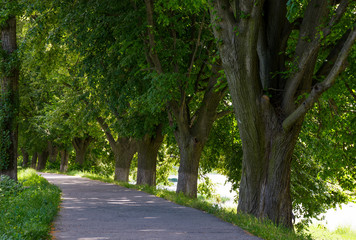 Fototapeta premium path under the trees of longest linden alley in Europe. location Uzhgorod, Ukraine