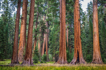 Giant sequoia trees in Sequoia National Park, California, USA - obrazy, fototapety, plakaty