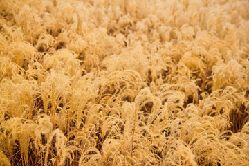 Summer feather grass as background image