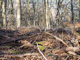 Woodland Walk