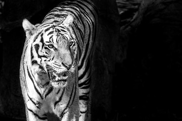 Life of the tiger black and white.