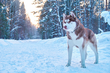 Beautiful red husky dog in winter forest. Siberian husky with red hair. Husky for advertising, magazine cover.