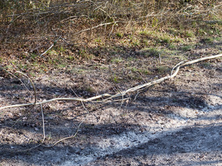 Woodland Walk