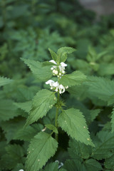 Lamium album