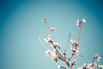 Ramas de almendro en flor sobre cielo azul