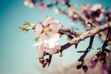 Flor de almendro en primer plano