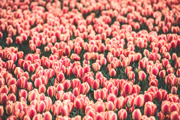 Multicolored tulips field in the Netherlands