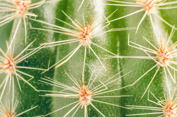 Green spiny cactus background texture