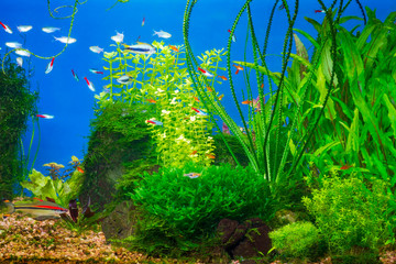 Fototapeta na wymiar Underwater life in planted tropical fresh water aquarium with small fishes