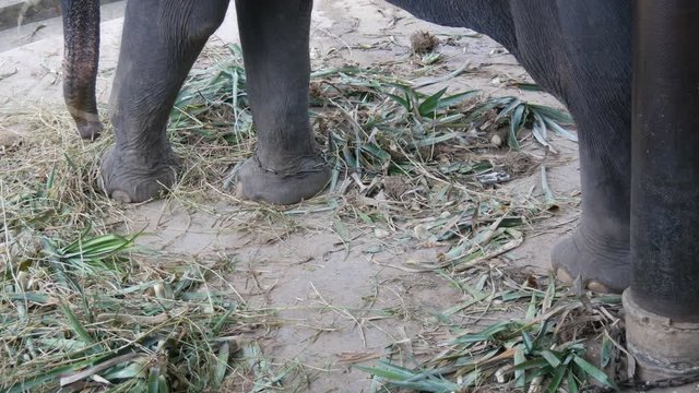 Chained to the ground with chain elephant eating grass with a trunk