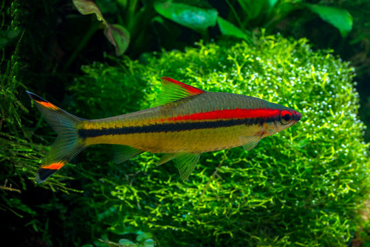 Tropical freshwater fish Denison's Barbs (Puntius denisonii) in planted tropical aquarium