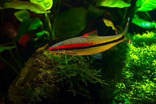 Tropical freshwater fish Denison's Barbs (Puntius denisonii) in planted tropical aquarium