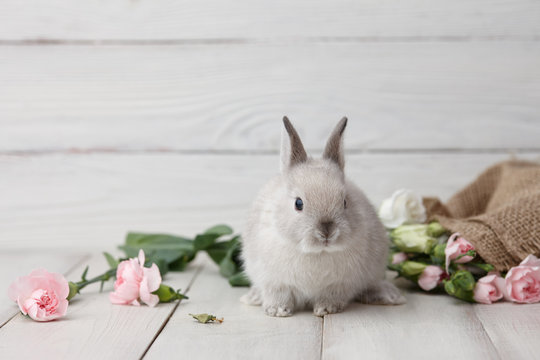 Easter bunny rabbit with spring flowers on white wooden planks, Easter holiday concept.
