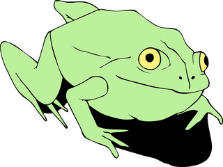 illustration of the green frog